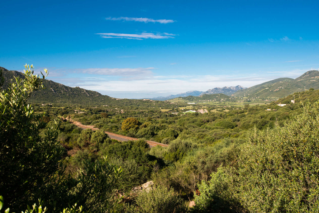 La casa Arrexina Grande fra gli ulivi della campagna gallurese.